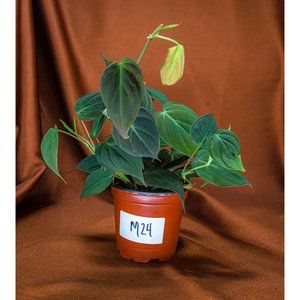 Philodendron Micans 4" US Seller Potted RARE Philo